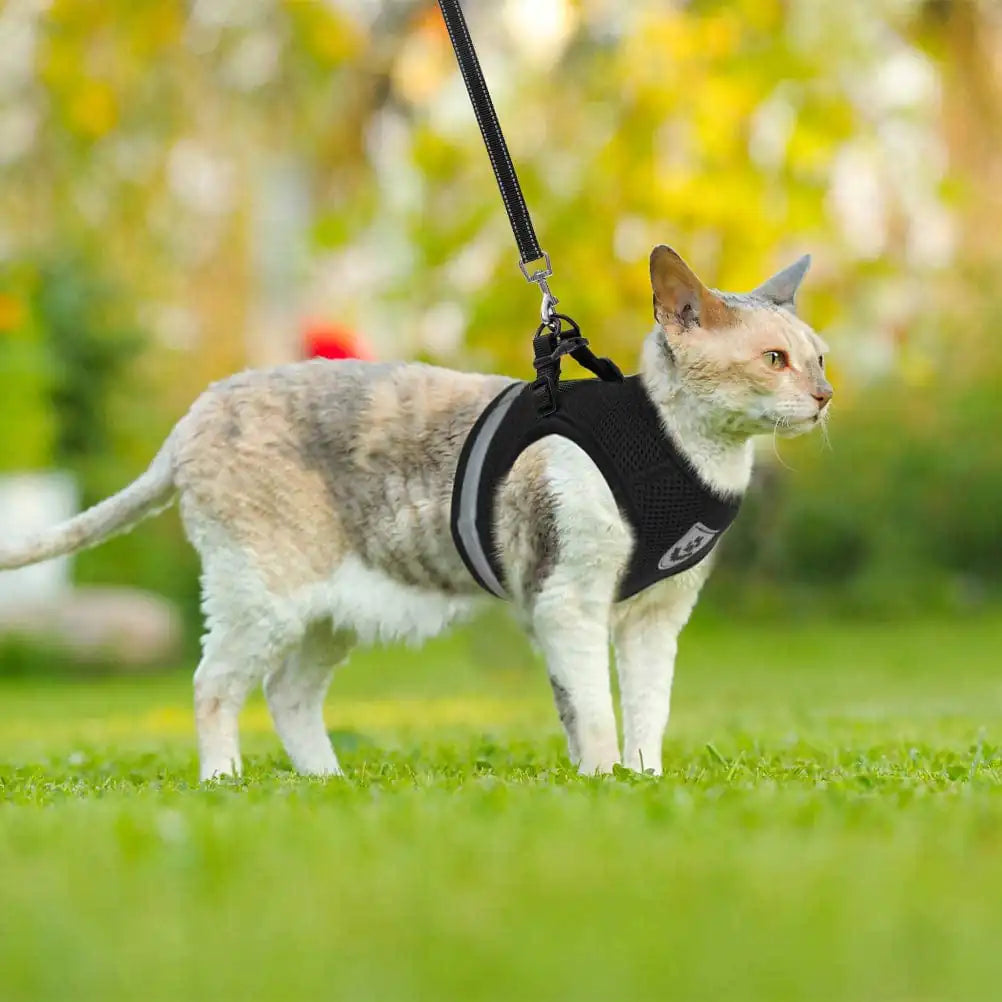 CozyCat Harness