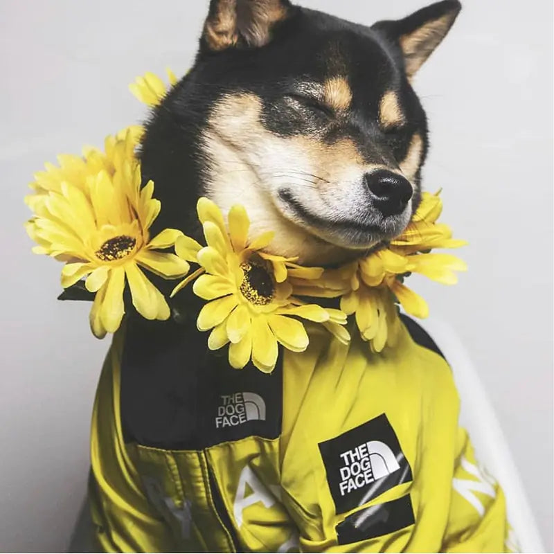 Waterproof Windbreaker