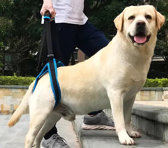 Canine Leg Support