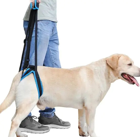 Canine Leg Support